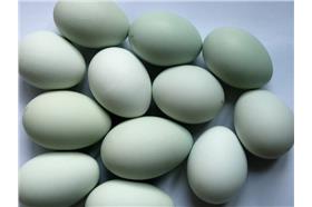 蛋-圖／Flickr_normanack