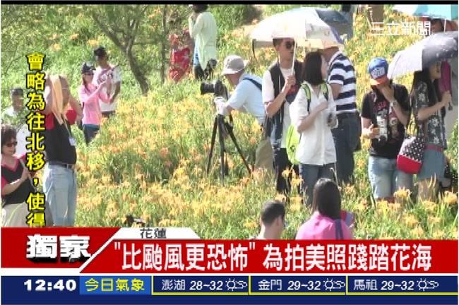 農民心痛！遊客為攝影踩踏金針花田　