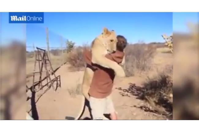 母獅的熱情！猛撲式地擁抱「大叔」