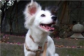 名家（愛毛孩）