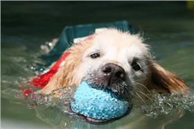 名家（愛毛孩）