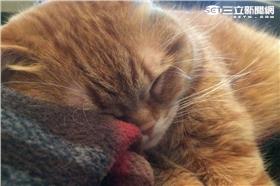 貓（Photo Credit：Blue）