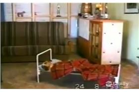 狗蓋棉被(臉書)