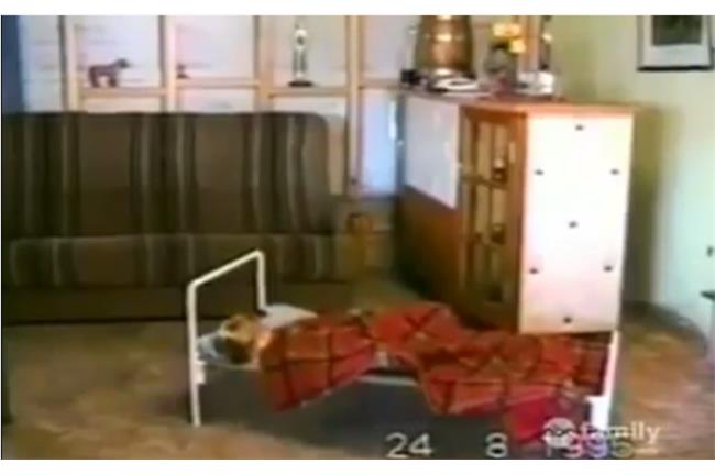 臉書／狗狗上床睡覺　還自己蓋棉被　
