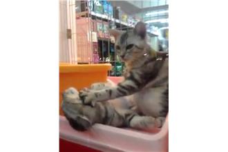 可愛貓幫麻吉按摩　超萌模樣治癒網友