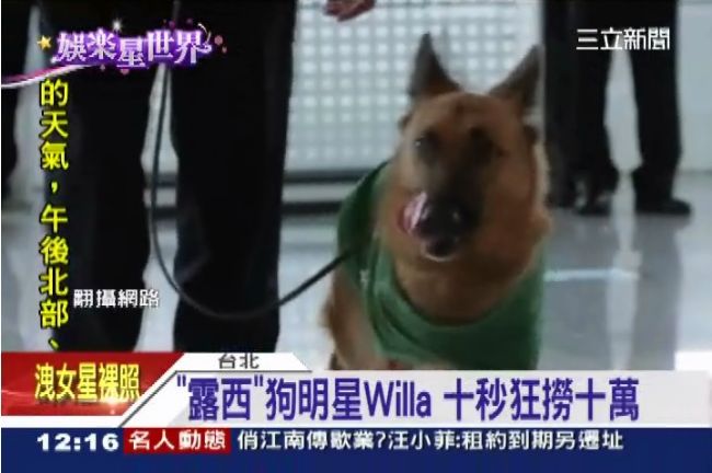 狼犬Willa演露西　賺十萬片酬