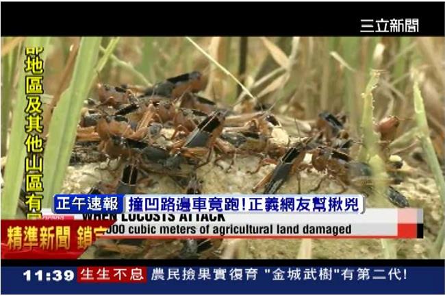 慘！蝗蟲蠶食南韓　9公頃稻穗被啃光