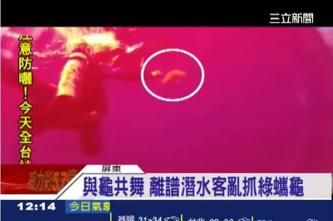 惡劣遊客抓海龜同游　網友怒po上網