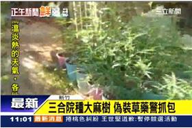 三合院種大麻