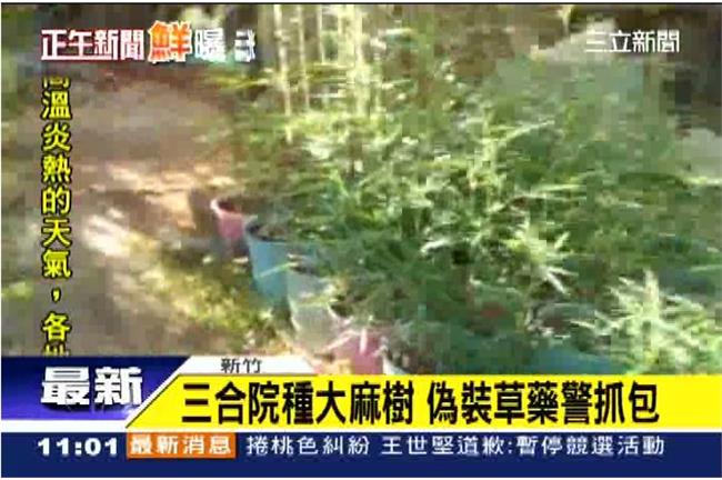 三合院種大麻樹　偽裝草藥遭警方抓包