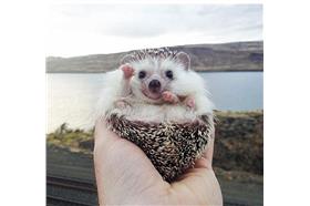 (名家)打招呼的動物們_卡卡洛普