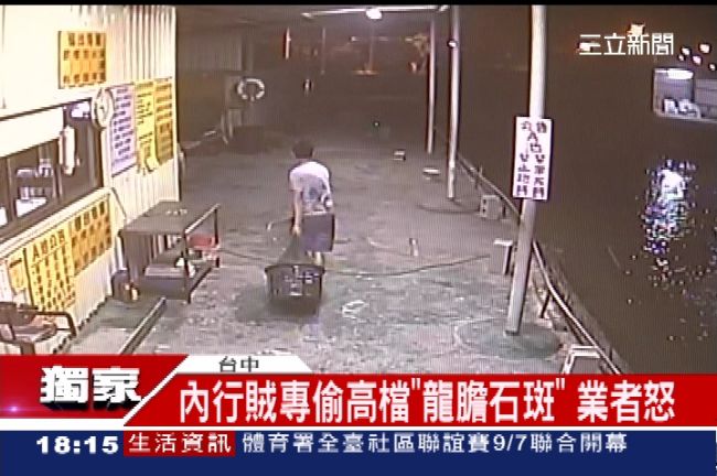 台中偷魚賊！專偷高檔「龍膽石斑魚」