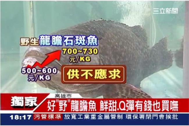 龍膽石斑中秋夯！幾乎全被對岸買光光