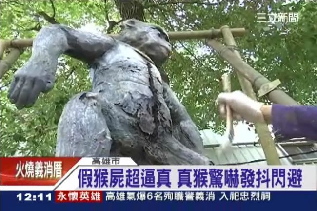 高雄趕猴作戰　以「假」猴治「真」猴