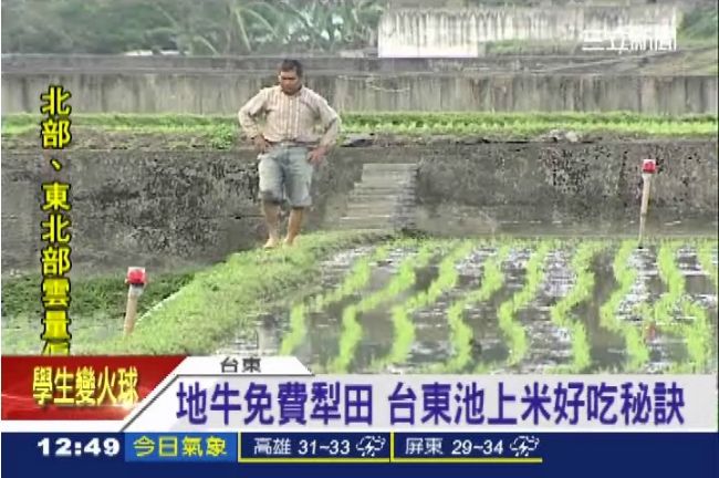 池上米揪好呷！美味的秘密是地牛翻身