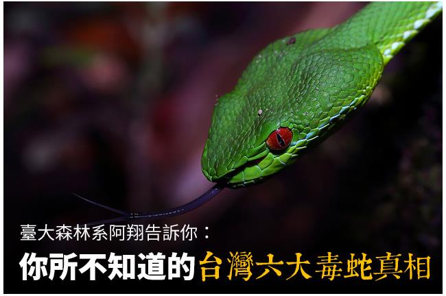 你所不知道的台灣六大毒蛇真相！