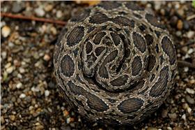 鎖鏈蛇 白魯夫攝