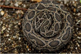 遭最毒蛇咬沒血清　醫搭末班高鐵救命