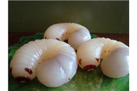 名家毛毛蟲軟糖-圖／卡卡洛普