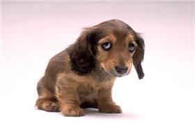 名家（愛毛孩）