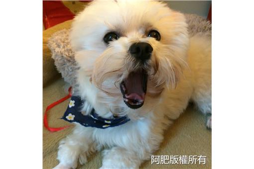 狗/圖-高靜瑤