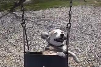 盪鞦韆重溫「奔跑快感」老狗咧嘴大笑