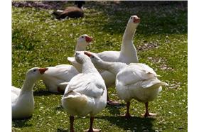 鴨子-圖／Flickr_Smabs Sputzer