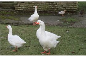 鴨_JPM W,flickr CC License