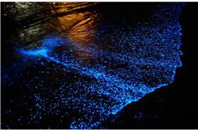 (名家)世界神奇海灘_卡卡洛普