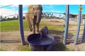 大象、動物園、Reid Park Zoo－圖／YOUTUBE