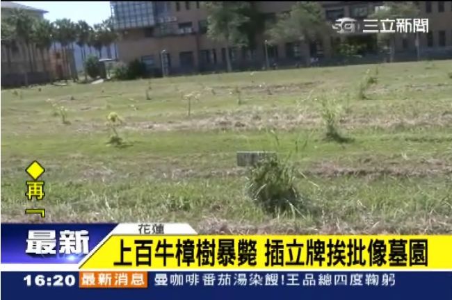 上百棵牛樟樹暴斃　插立牌挨批像墓園