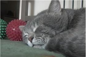 貓咪睡覺／圖－YOUTUBE