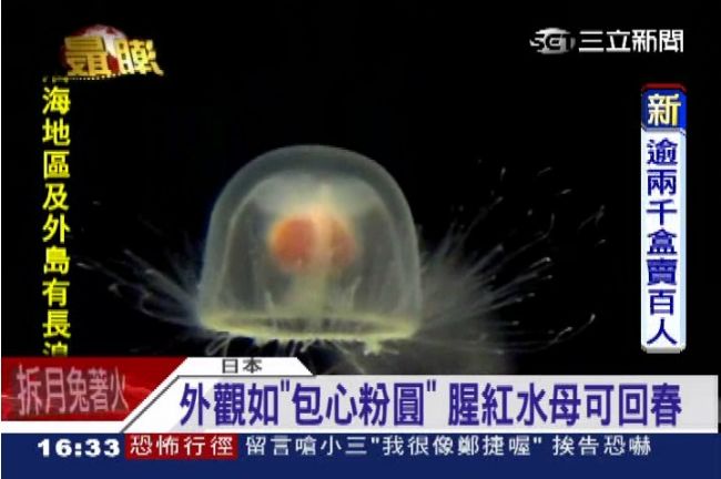 返老還童方法找到了？日博士：靠水母