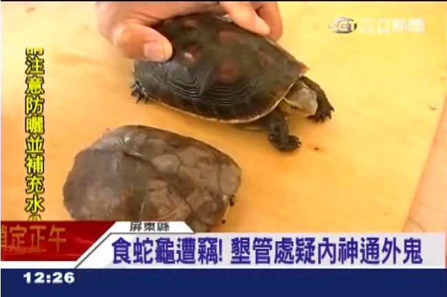 吃龜食補？墾管處百隻食蛇龜遭竊
