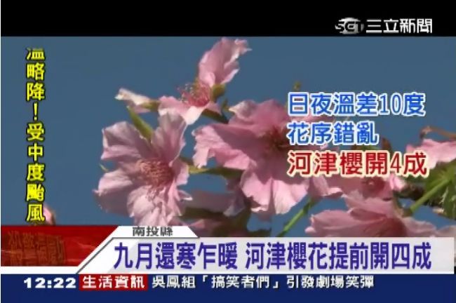 天氣炎熱惹禍　南投驚見初秋櫻花開