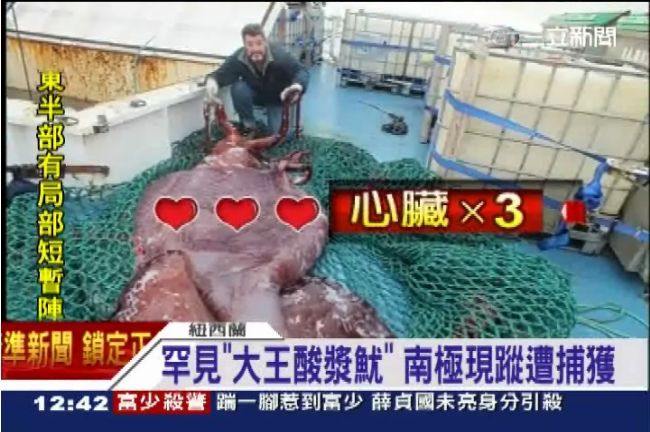史上第二隻！「深海巨怪」擁3顆心臟