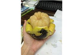 阿桑的柚子／ppt