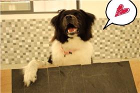 名家（愛毛孩）