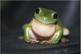 青蛙－圖／Flickr_Stephen Michael Barnett