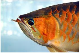 紅龍(維基百科)