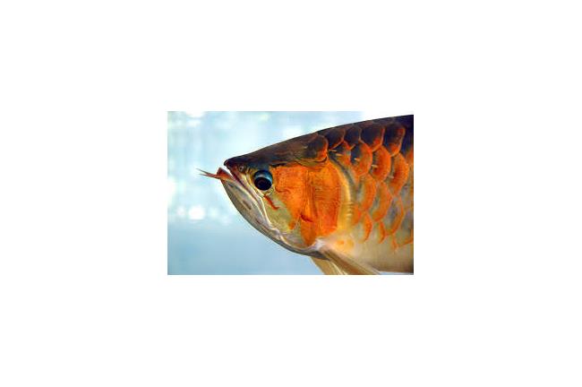 驚！夜店殺警兇器非「紅龍」　而是…