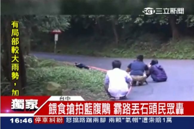 餵食藍腹鷴　惡劣攝影師當路霸搶拍