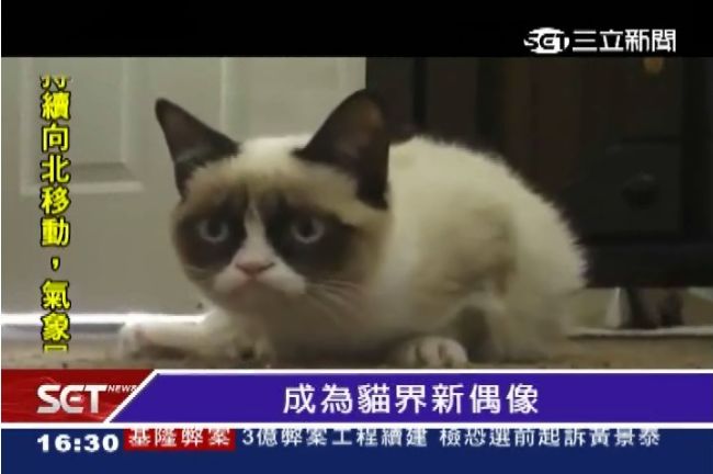 加菲貓掰掰！「臭臉貓」新電影來了