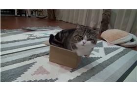 貓咪,箱子（來源：youtube）