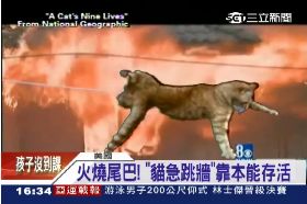 最猛九命貓1700