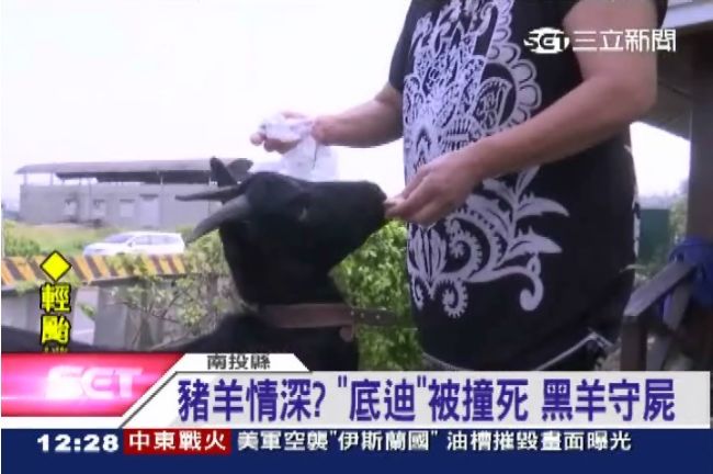 麝香豬遭車撞死　友黑羊守屍悲傷哀叫