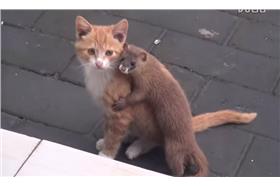 黃鼠狼和小貓　圖／翻攝自jinmei231　Youtube