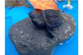 雙頭龜/翻攝自khou.com