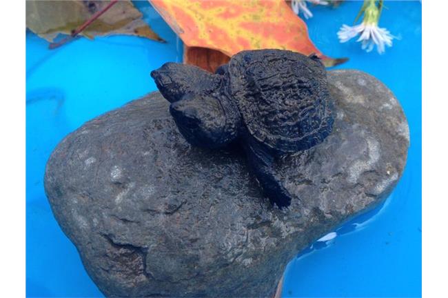 萌度爆表！「雙頭龜」寶寶竟愛吃漢堡