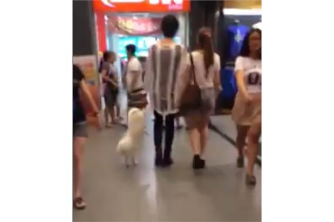把狗當小孩遛　情侶牽「狗腿」逛大街